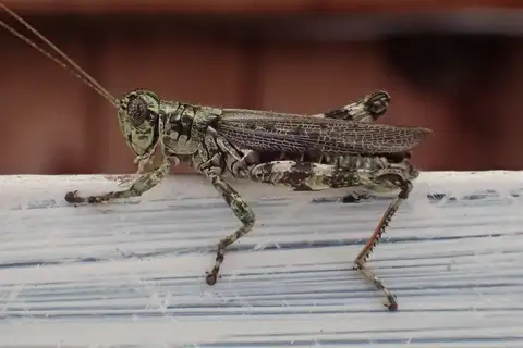 Arboreal Spur-throat Grasshoppers