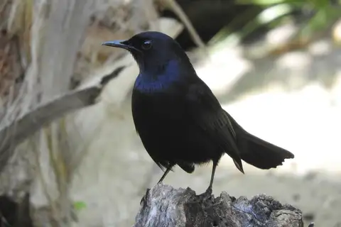 Black Catbird