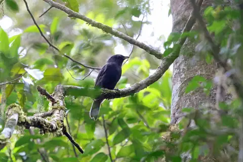Black Pitohui