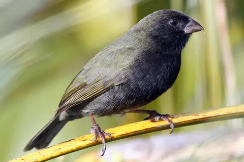 Black-faced Grassquit
