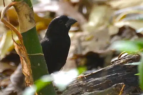 St. Lucia Black Finch