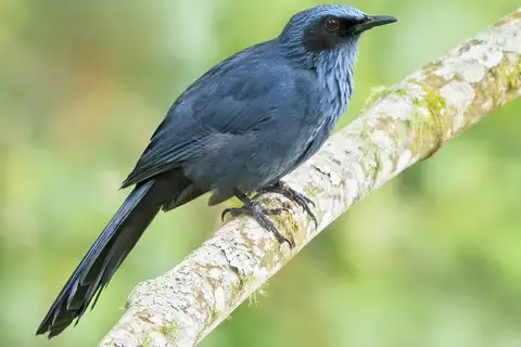 Blue Mockingbird