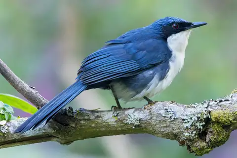 Blue-and-white Mockingbird