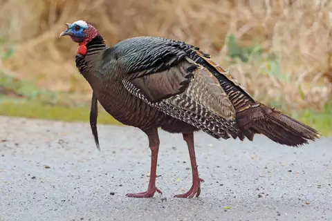 Wild Turkey