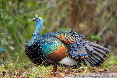 Ocellated Turkey
