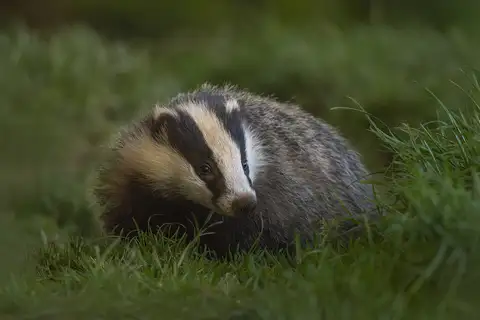 European Badger