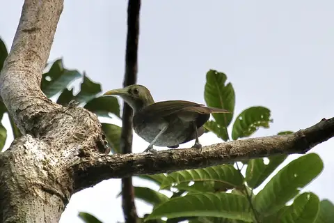 Makira Honeyeater