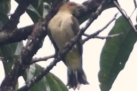 Lyre-tailed Honeyguide