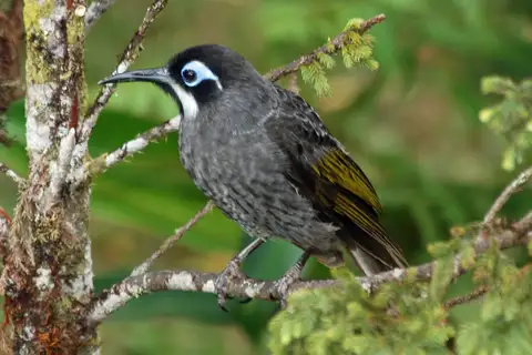 Belford's Melidectes