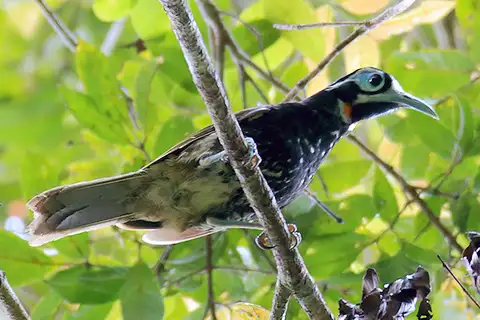 Vogelkop Melidectes