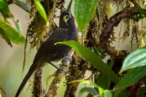 Cinnamon-browed Melidectes