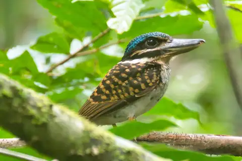 Hook-billed Kingfisher