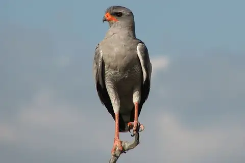 Pale Chanting Goshawk