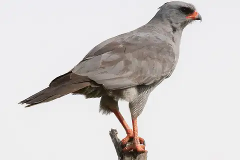 Dark Chanting Goshawk