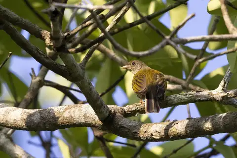 Yellow-footed Honeyguide