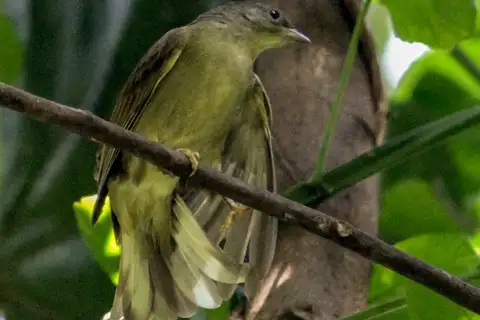 Zenker's Honeyguide