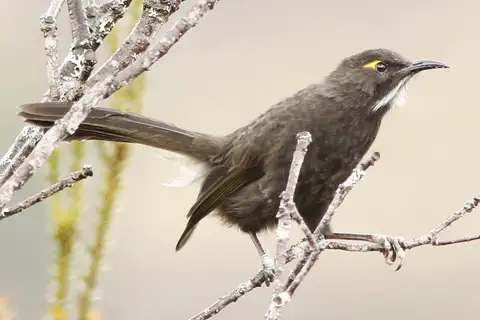 Short-bearded Honeyeater