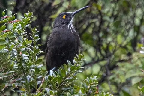Long-bearded Honeyeater