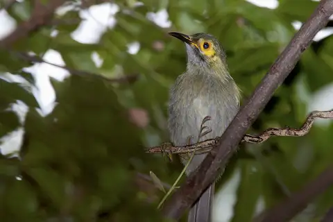 Kadavu Honeyeater
