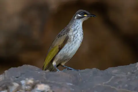 White-lined Honeyeater