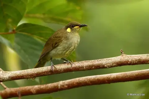 Mimic Honeyeater