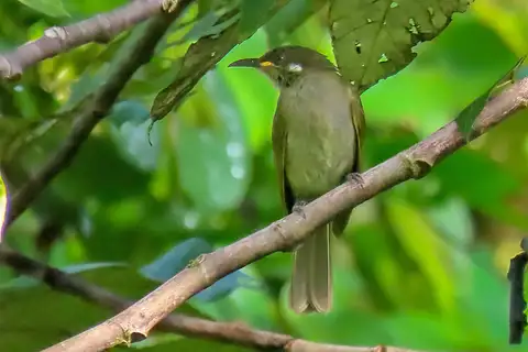 Puff-backed Honeyeater