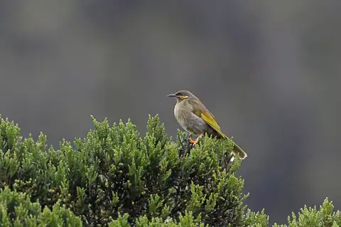 Orange-cheeked Honeyeater
