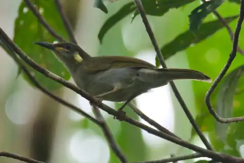 Yellow-gaped Honeyeater