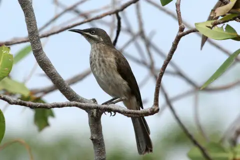 Kimberley Honeyeater