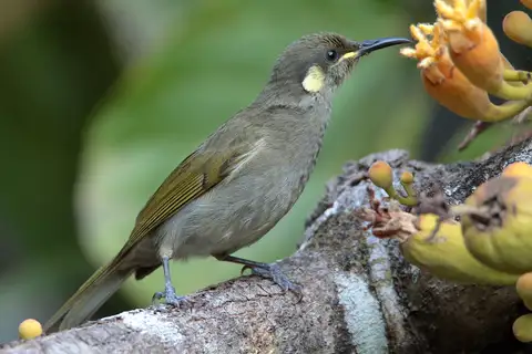 Cryptic Honeyeater