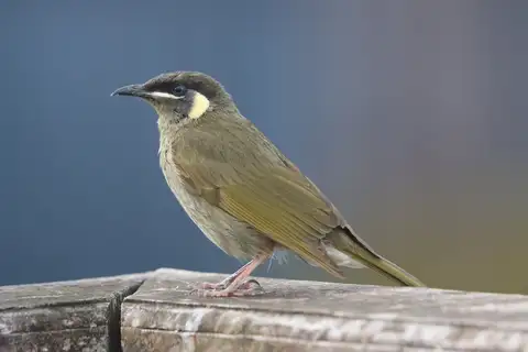Lewin's Honeyeater