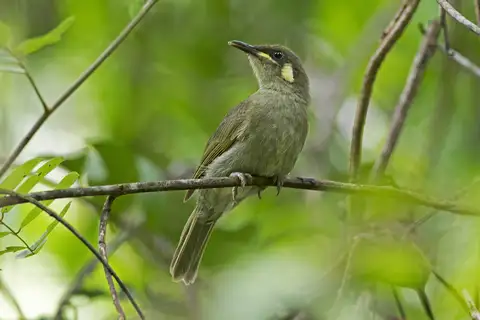 Yellow-spotted Honeyeater