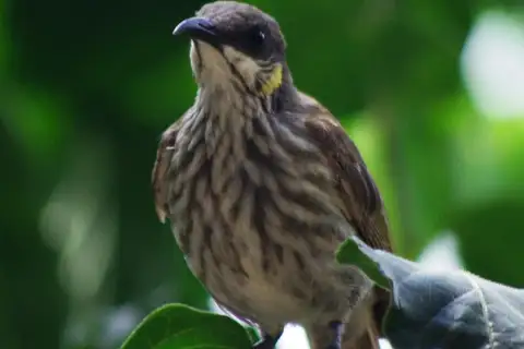 Streak-breasted Honeyeater