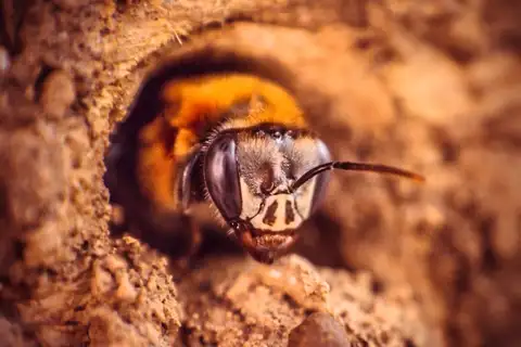 Favose Melipona