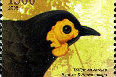 Wattled Smoky Honeyeater