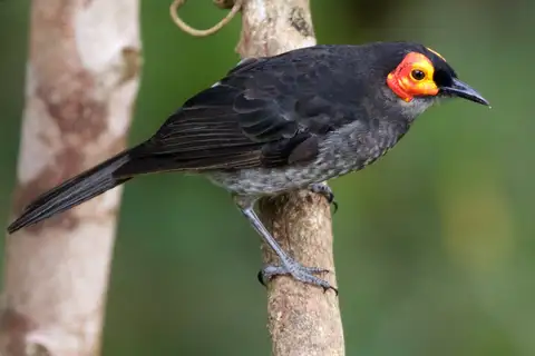 Common Smoky Honeyeater