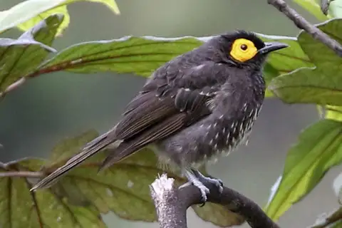 Arfak Honeyeater
