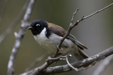 Black-headed Honeyeater