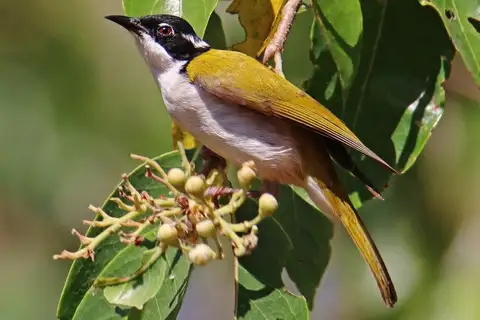 White-throated Honeyeater