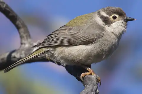 Brown-headed Honeyeater
