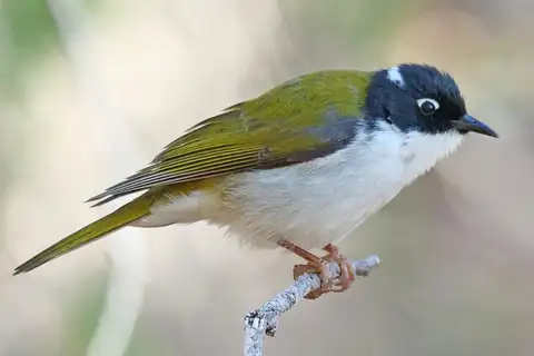 Gilbert's Honeyeater