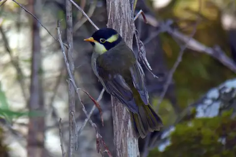 Strong-billed Honeyeater