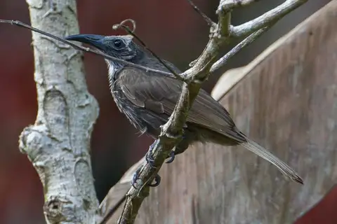 White-streaked Friarbird