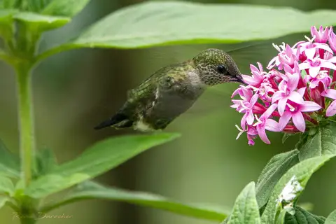 Vervain Hummingbird