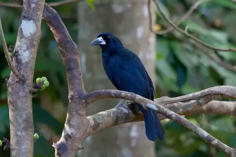 Black Butcherbird
