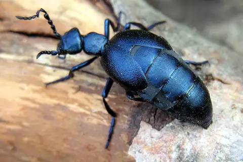 Violet Oil Beetle