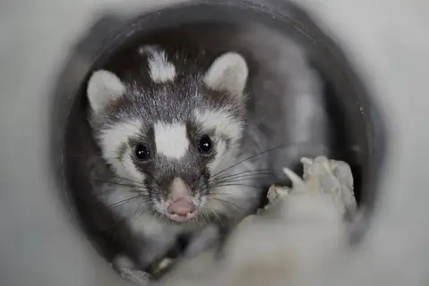 Small-toothed Ferret Badger