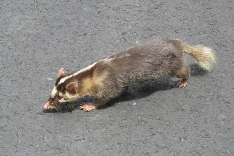 Formosan Ferret Badger