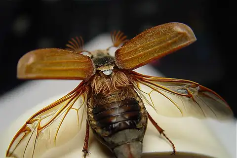 Common Cockchafer
