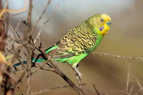 Budgerigar